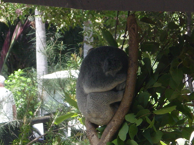 Sleeping Koala