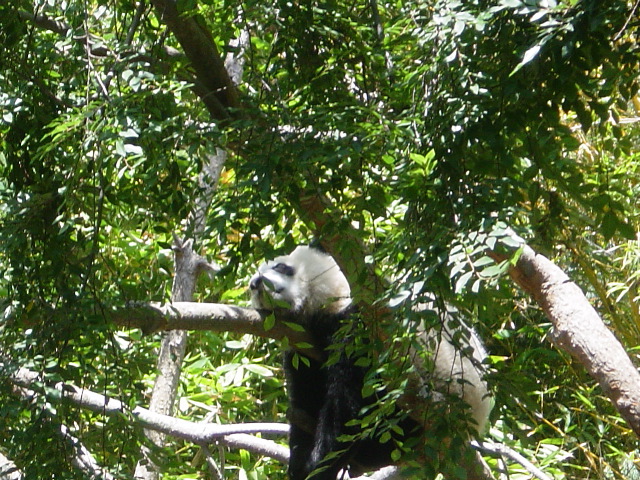 Another sleeping panda