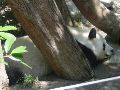 The Daddy panda sleeping