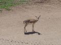 A cool animal at the Wild Animal Park