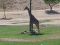 A giraffe with a pattern like webbing.