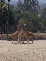 giraffes snacking on acacia leaves