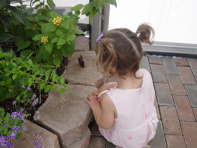 Studying a butterfly that's perched on a rock.