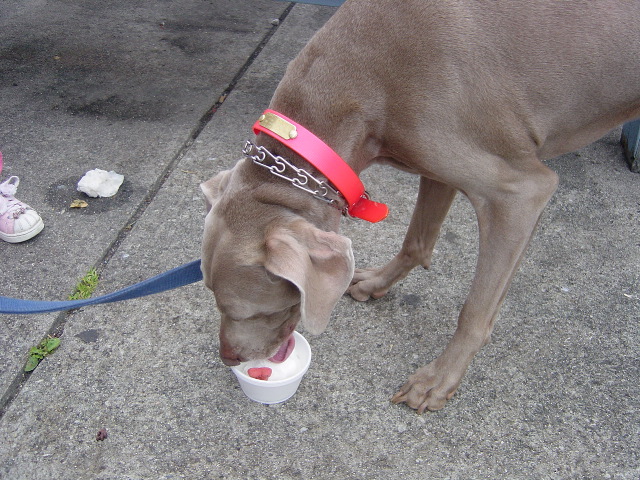 Friday eating a dog bone sundae